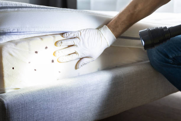 Best Flea Control Services  in Esko, MN