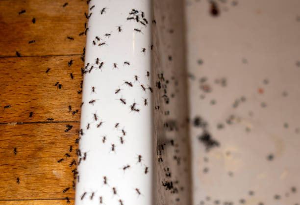 Best Termite Control Services  in Esko, MN